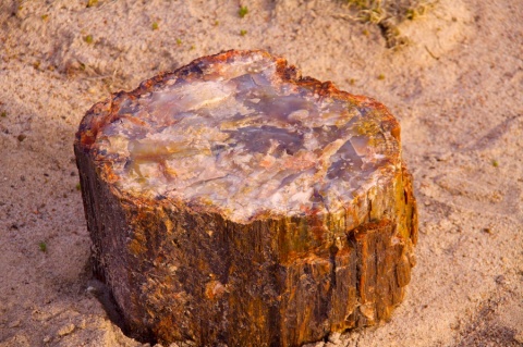 stump mineral petrified forest