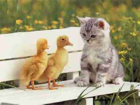 Two Ducklings, One Kitten