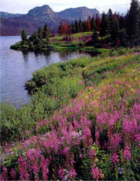 Fireweed at Trappers Lake